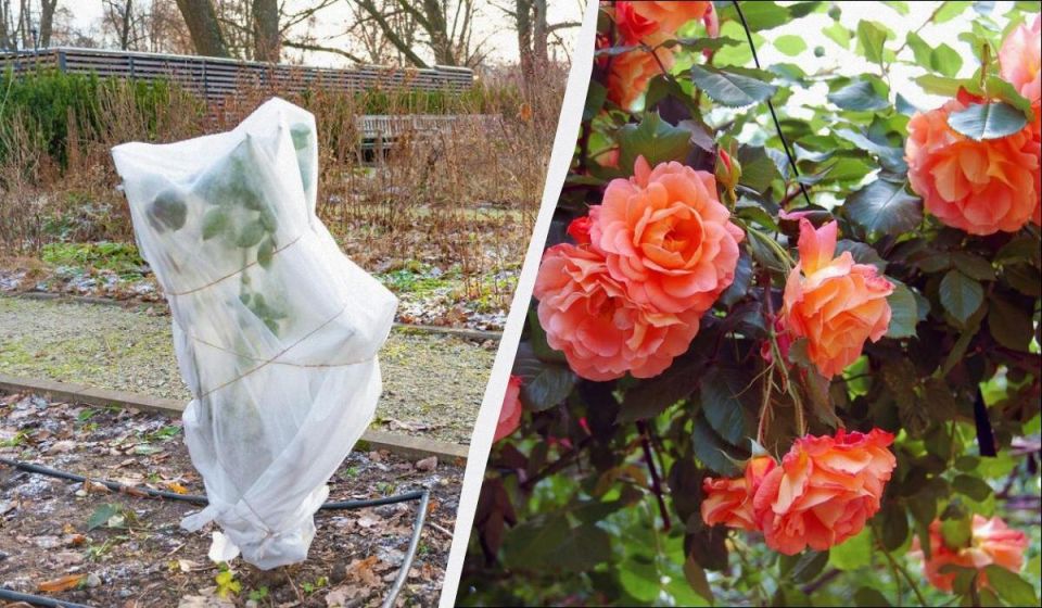 ��� ��������� ���� �����: ������� ���� ��� ������ �� ������