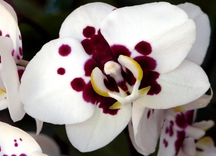 ����������� ������� ��� ������� �������� ����� ��������