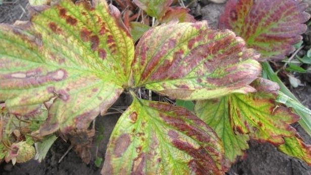 ��� ���������� �������� ����� ����������� �������� ����� �� ��� ������