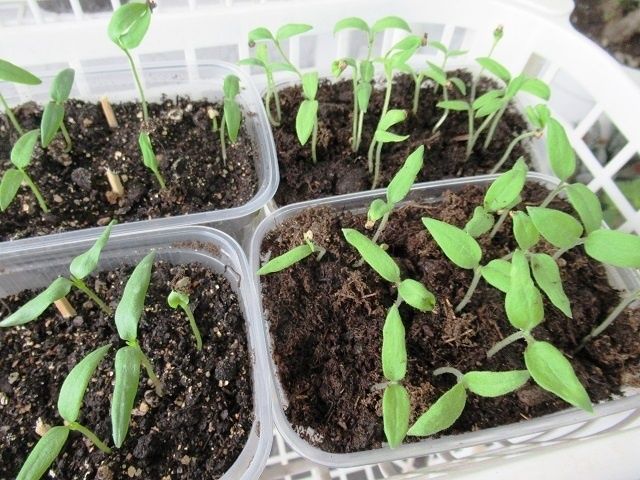 ��� ��������� ��������� �� �������� �������, ������ � ���������� � ������ 10 ����