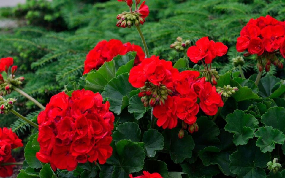 ��� ��������� �������� ������ ����� ��������: ������� ����� �� ������� ���������