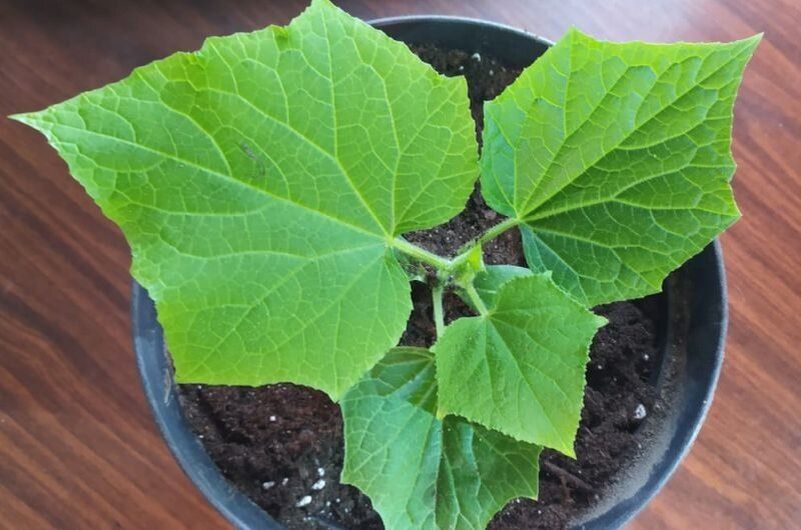 ������ ��� ������� ������� �������: ��� �������� �������� � ��������� ������