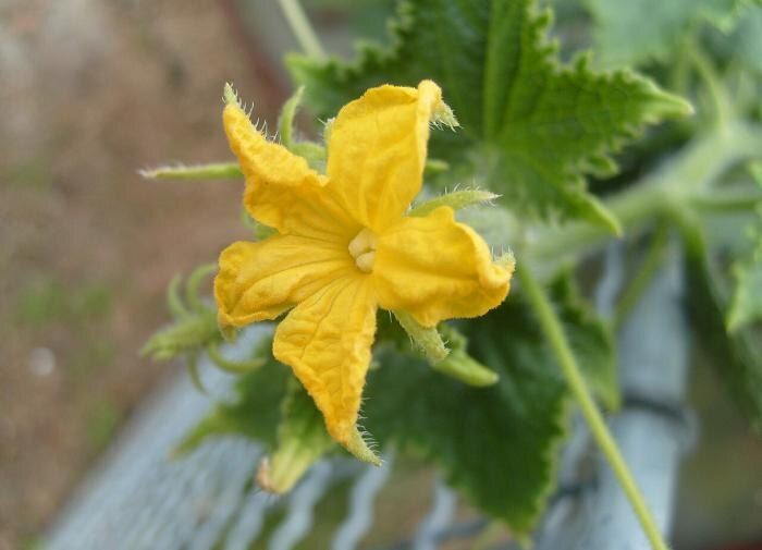 ��� �������� ������ �� ��������: ���� ������� � ����������� ��������