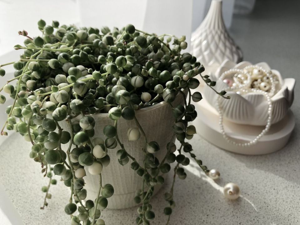 ��� ��������� ��������� ����������: ������� ����� � �����������