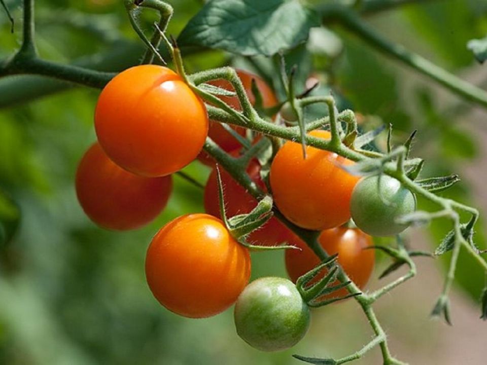 ��� ������ ���������� ��������: ������ �� ����� � ����������