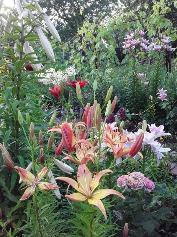 Забытые лилии: как найти настоящие сокровища в старинных садах