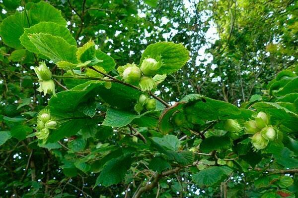 ������ �� �������: ������� ����� � ���������� �����