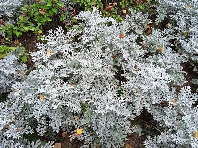 Цинерария серебристая: как создать эффектный бордюр для цветника