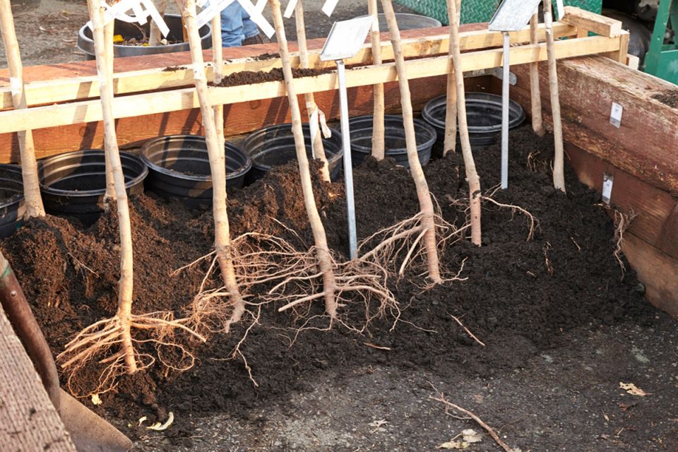 Как сохранить саженцы до посадки: Советы для начинающих садоводов