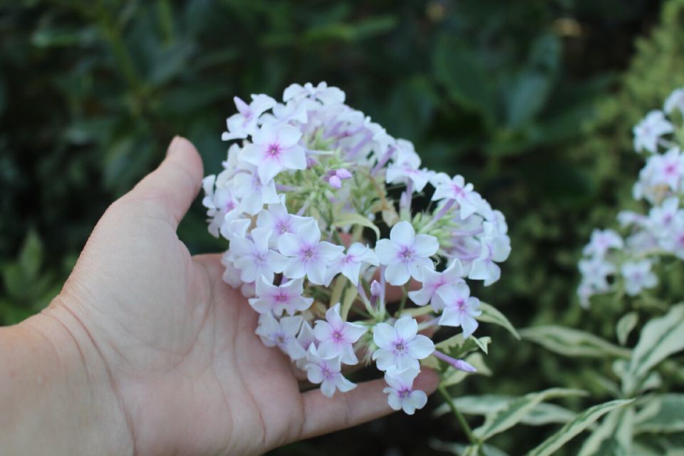 Обзор пестролистных флоксоф: мнения экспертов о новом ассортименте