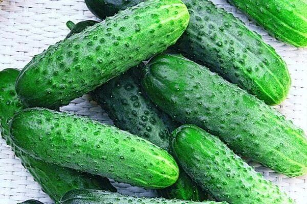 Царские огурцы: королевская культура на вашем участке