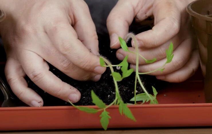 Когда лучше пикировать рассаду томатов: Апрельские советы по уходу