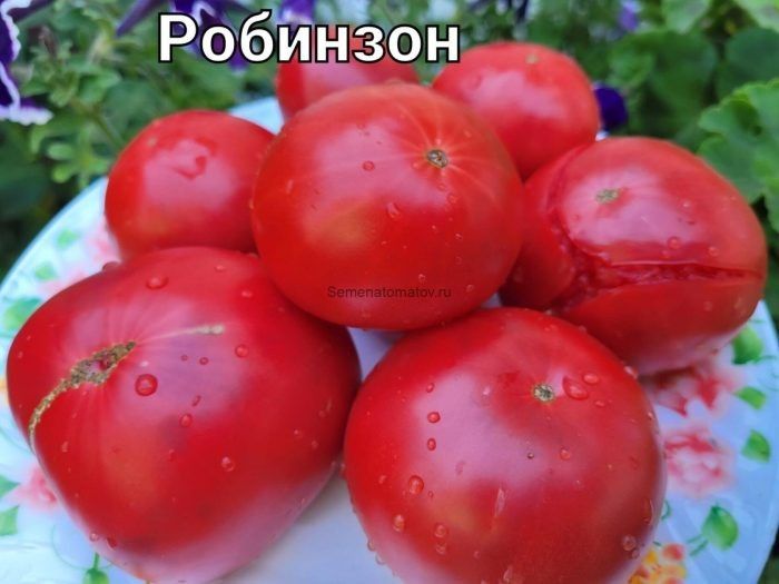 Томат Робинзон: как вырастить сахарный гигант на своем участке
