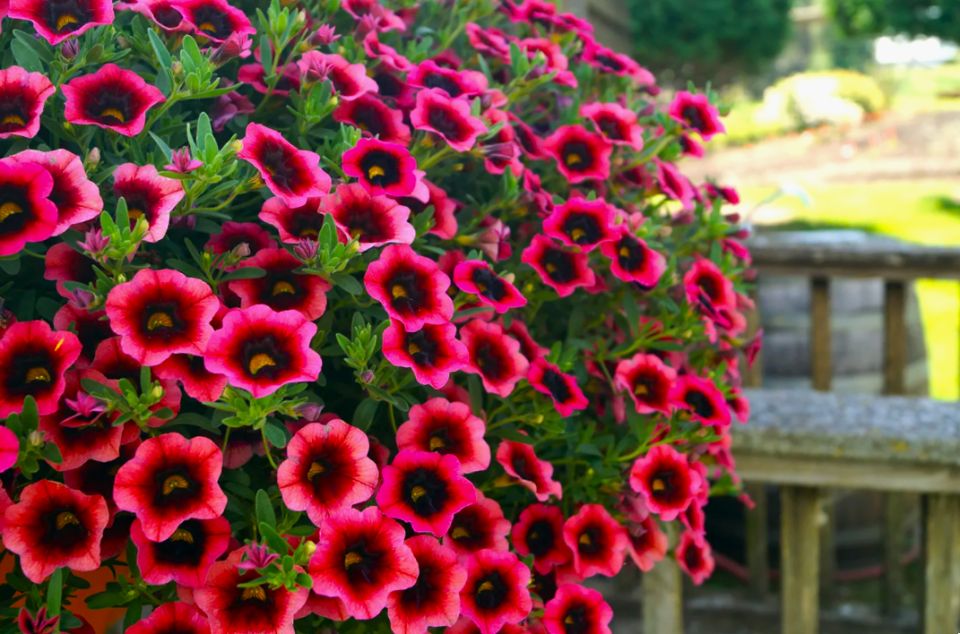 10 великолепных цветков как альтернатива петунии