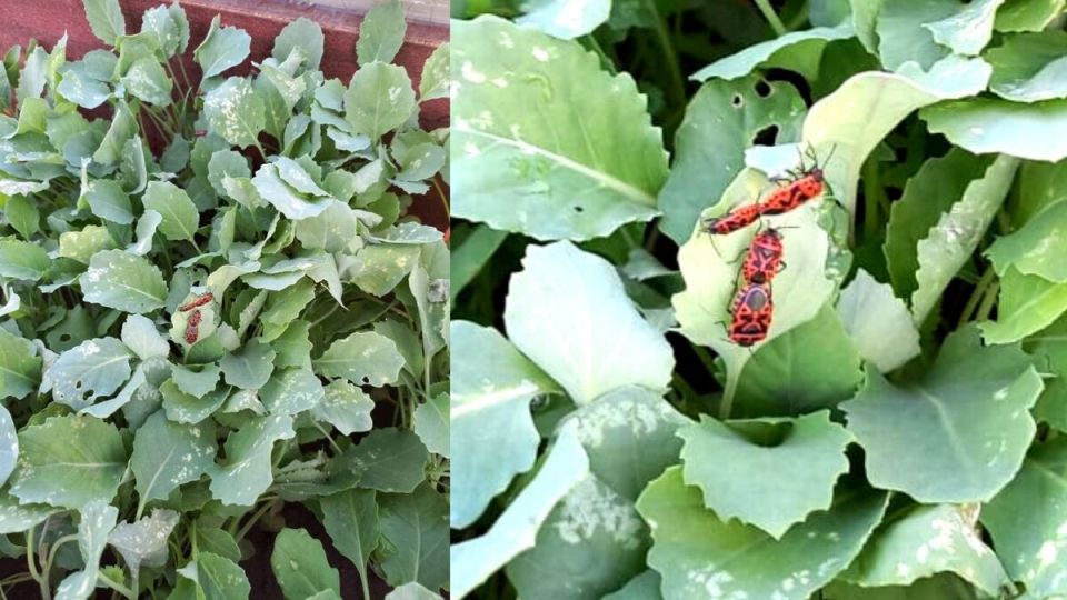 ��� ���������� �������� � ������� � �������� �� �������