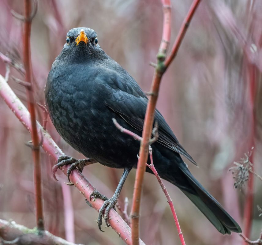 � ������� ������������ ���� ��������� ������ ����� � ������ ������� ��� ������� ������