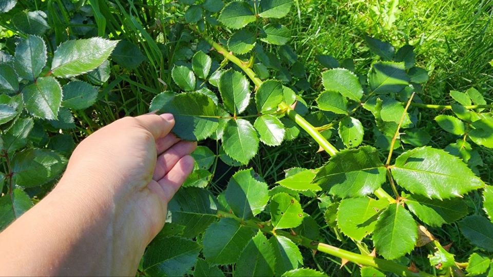 Как осенняя подкормка роз поможет им пережить зиму