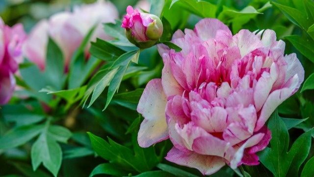 Уход за пионами после цветения: как августовская подкормка поможет кустам пережить зиму