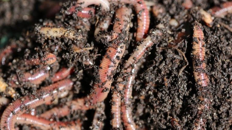 Как осенние сидераты на 12 см превращают землю в рай для червей