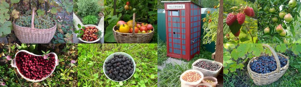 ��� ������ ����� �������� ���������� IT-�������� ���������������